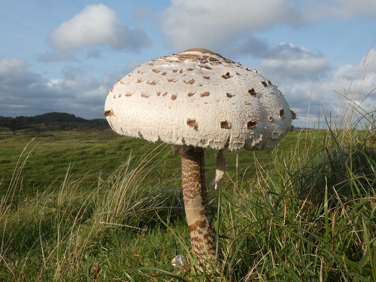 Parasol Mushroom at Merthyr Mawr by Sean McHugh